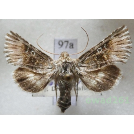 Omphalophana antirrhinii (Hübner, 1803) Czech97a